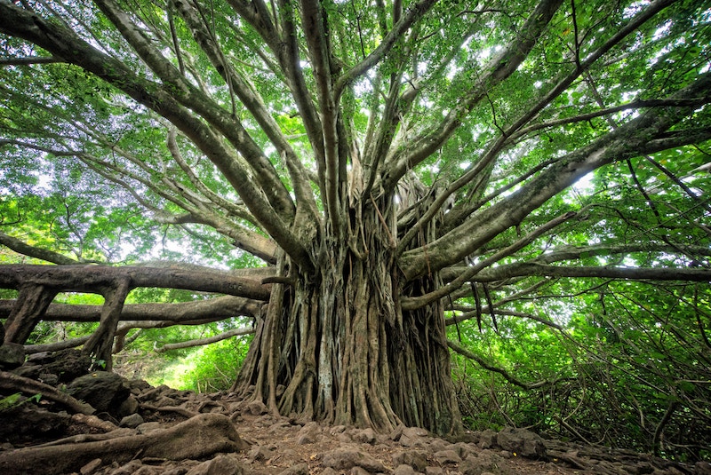 This book will, with time, have many branches and off-shoots. It is meant to be customized and expanded; there will never be a canonical version. Photo by Brandon Green, unsplash.com.